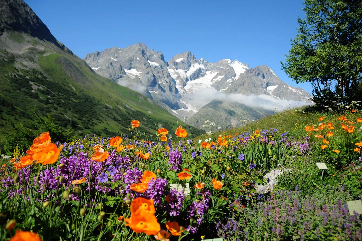 Jardin Alpin du Lautaret - UGA